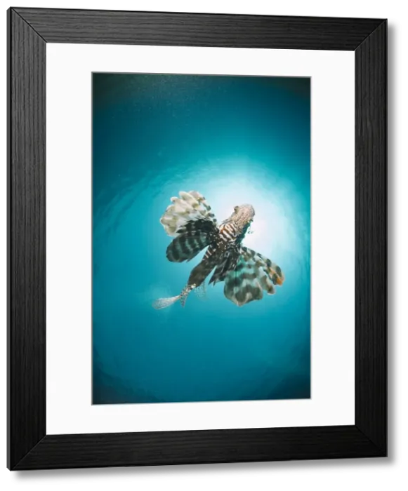 Framed Print : Common lionfish (Pterois miles) from below, back-lit by the sun, Naama Bay, Sharm El Sheikh, Red Sea, Egypt, North Africa, Africa Framed Print : Common lionfish (Pterois miles) from below, back-lit by the sun, Naama Bay, Sharm El Sheikh, Red Sea, Egypt, North Africa, Africa