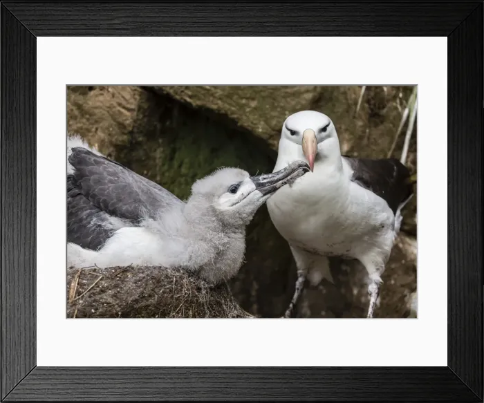 Framed Print : Black-browed albatross (Thalassarche melanophris) chick in nest being fed by adult on Saunders Island, Falkland Islands, UK Overseas Protectorate, South America