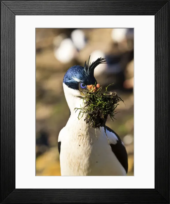 Framed Print : King cormorant (Imperial cormorant) (Phalacrocorax atriceps) with nest materials, the Neck, Saunders Island, Falkland Islands, South America Framed Print : King cormorant (Imperial cormorant) (Phalacrocorax atriceps) with nest materials, the Neck, Saunders Island, Falkland Islands, South America