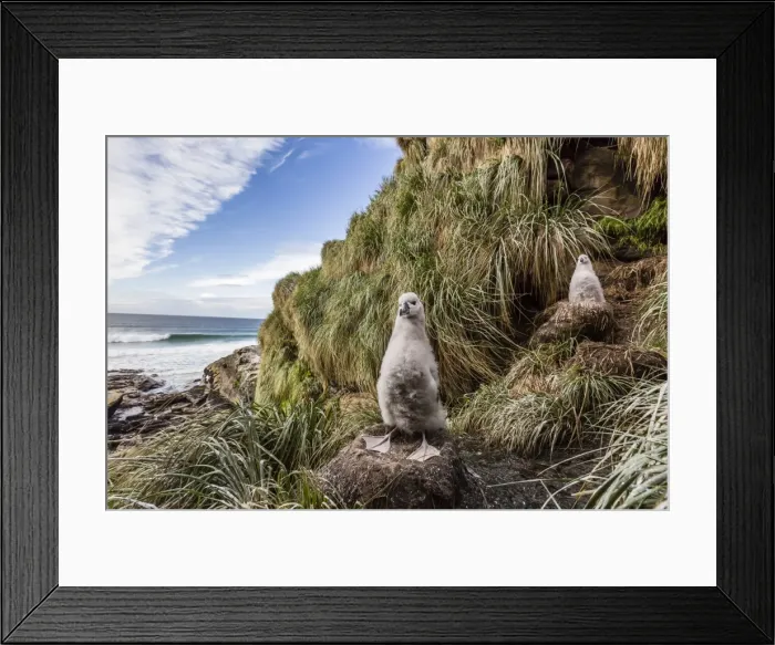 Framed Print : Black-browed albatross (Thalassarche melanophris) chicks in nest on Saunders Island, Falkland Islands, UK Overseas Protectorate, South America Framed Print : Black-browed albatross (Thalassarche melanophris) chicks in nest on Saunders Island, Falkland Islands, UK Overseas Protectorate, South America