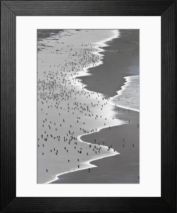 Framed Print : Teeming with life, Gentoo penguins (Pygoscelis papua) on the beach, the Neck, Saunders Island, Falkland Islands, South America Framed Print : Teeming with life, Gentoo penguins (Pygoscelis papua) on the beach, the Neck, Saunders Island, Falkland Islands, South America