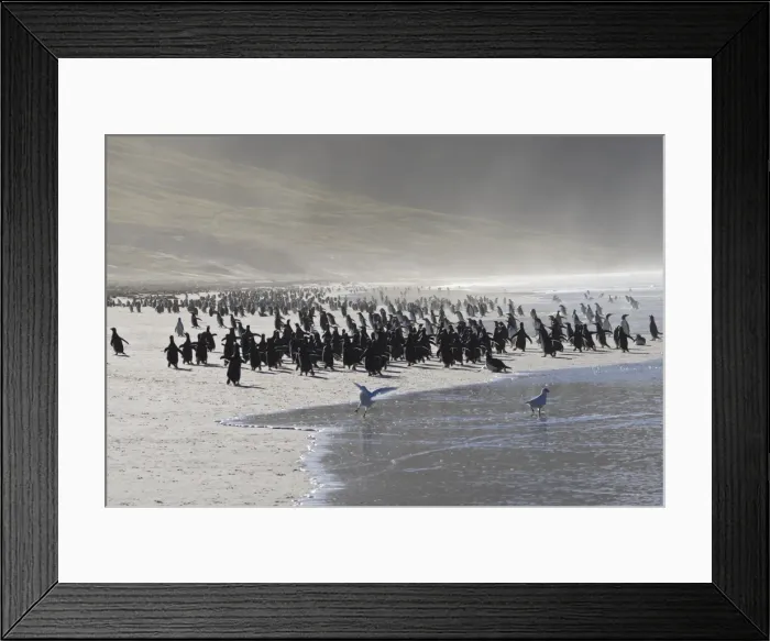 Framed Print : Gentoo penguin (Pygoscelis papua) and sea spray, the Neck, Saunders Island, Falkland Islands, South America