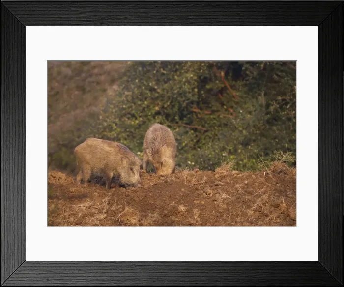 Framed Print : Indian Wild Boar (Sus scrofa cristatus), Ranthambore National Park, Rajasthan, India, Asia Framed Print : Indian Wild Boar (Sus scrofa cristatus), Ranthambore National Park, Rajasthan, India, Asia