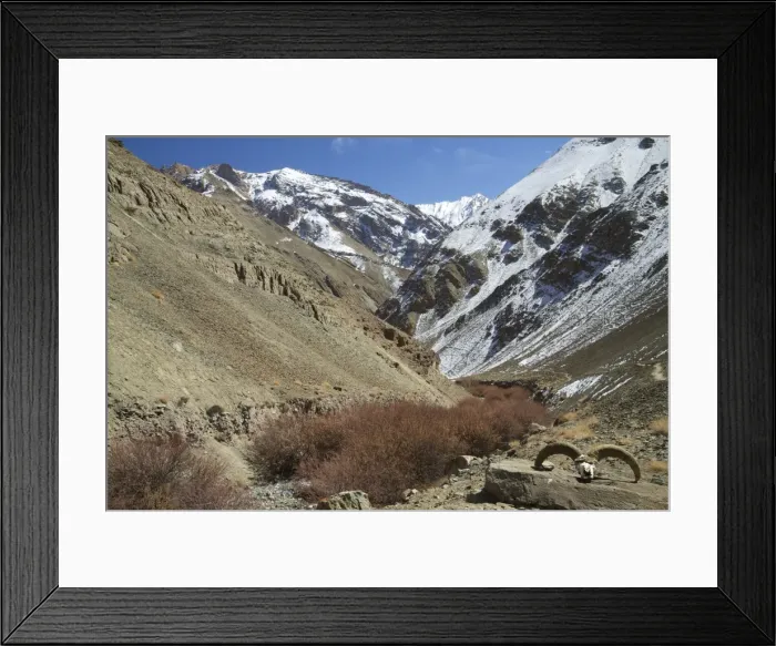 Framed Print : Hemis National Park in winter, Ladakh, India, Asia Framed Print : Hemis National Park in winter, Ladakh, India, Asia