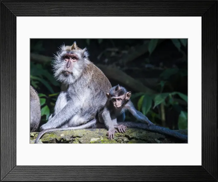 Framed Print : Crab-eating macaque (Macaca fascicularis) mother playing with her kids, Monkey Forest, Ubud, Bali, Indonesia, Southeast Asia, Asia Framed Print : Crab-eating macaque (Macaca fascicularis) mother playing with her kids, Monkey Forest, Ubud, Bali, Indonesia, Southeast Asia, Asia