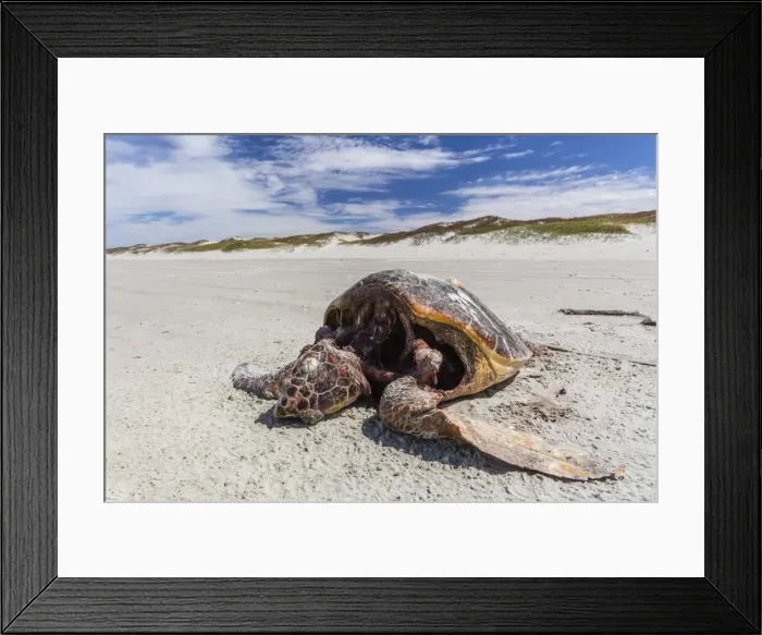 Framed Print : A dead loggerhead sea turtle (Caretta caretta) on the beach on Magdalena Island, Baja California Sur, Mexico, North America Framed Print : A dead loggerhead sea turtle (Caretta caretta) on the beach on Magdalena Island, Baja California Sur, Mexico, North America