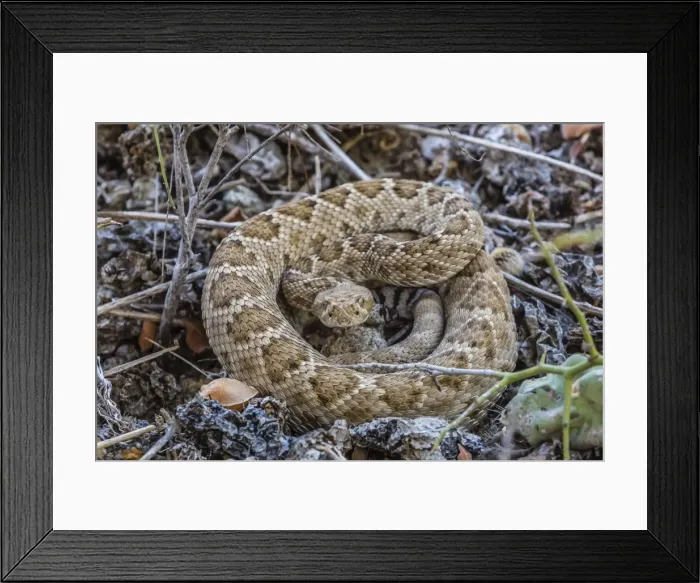 Framed Print : Adult Isla Catalina rattleless rattlesnake (Crotalus catalinensis) in its brown color variation, Isla Santa Catalina, Baja California Sur, Mexico, North America