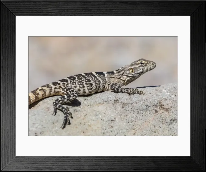 Framed Print : Juvenile Isla San Esteban spiny-tailed iguana (Ctenosaura conspicuosa) basking in the sun on Isla San Esteban, Baja California, Mexico, North America
