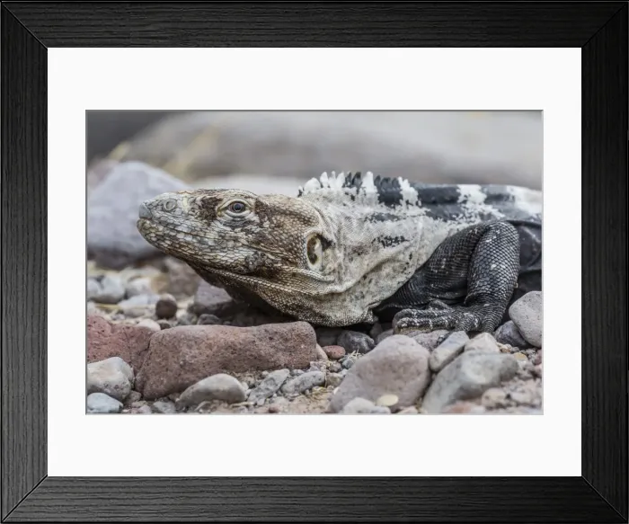 Framed Print : Adult Isla San Esteban spiny-tailed iguana (Ctenosaura conspicuosa) basking in the sun on Isla San Esteban, Baja California, Mexico, North America Framed Print : Adult Isla San Esteban spiny-tailed iguana (Ctenosaura conspicuosa) basking in the sun on Isla San Esteban, Baja California, Mexico, North America