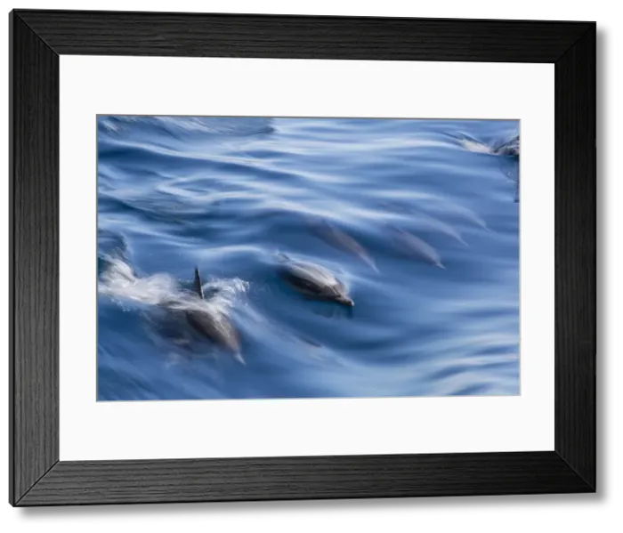 Framed Print : Long-beaked common dolphin (Delphinus capensis), motion blur in ships wake near Isla Santa Catalina, Baja California Sur, Mexico, North America Framed Print : Long-beaked common dolphin (Delphinus capensis), motion blur in ships wake near Isla Santa Catalina, Baja California Sur, Mexico, North America