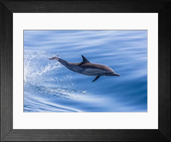 Framed Print : Long-beaked common dolphin (Delphinus capensis) leaping near Isla Santa Catalina, Baja California Sur, Mexico, North America Framed Print : Long-beaked common dolphin (Delphinus capensis) leaping near Isla Santa Catalina, Baja California Sur, Mexico, North America