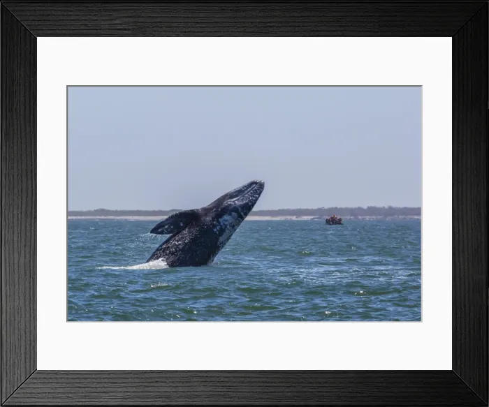 Framed Print : California gray whale (Eschrichtius robustus) breaching in Magdalena Bay, Baja California Sur, Mexico, North America Framed Print : California gray whale (Eschrichtius robustus) breaching in Magdalena Bay, Baja California Sur, Mexico, North America