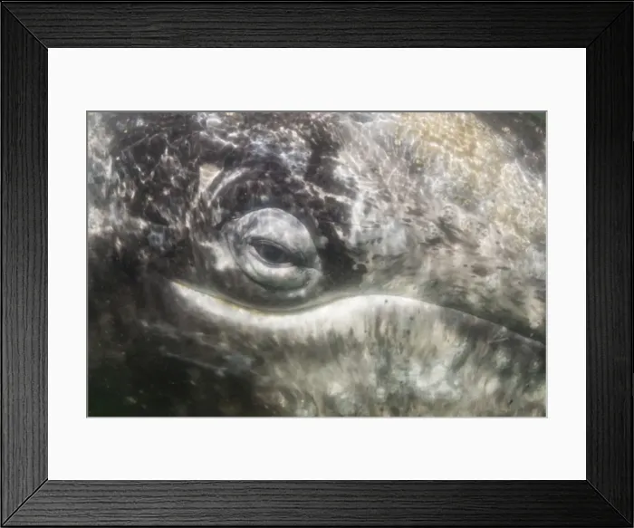 Framed Print : Close up of California gray whale (Eschrichtius robustus) approaching Zodiac underwater in Magdalena Bay, Baja California Sur, Mexico, North America Framed Print : Close up of California gray whale (Eschrichtius robustus) approaching Zodiac underwater in Magdalena Bay, Baja California Sur, Mexico, North America