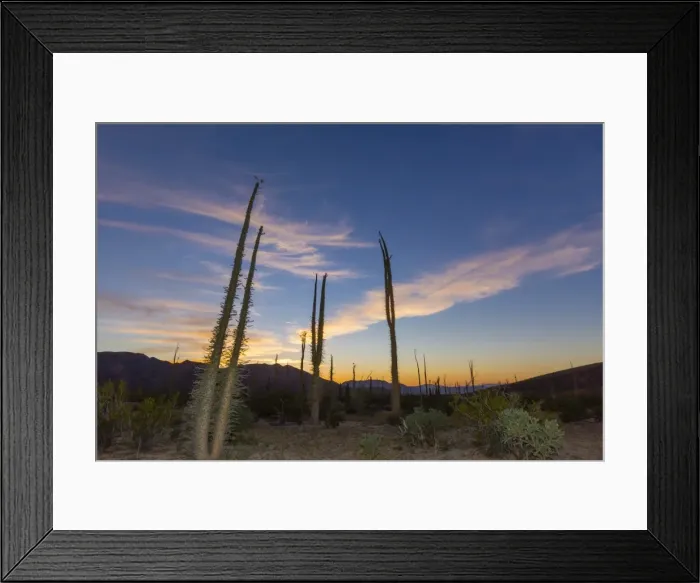 Framed Print : Huge Boojum Trees (Cirio) (Fouquieria columnaris) at sunset, near Bahia de Los Angeles, Baja California Norte, Mexico, North America Framed Print : Huge Boojum Trees (Cirio) (Fouquieria columnaris) at sunset, near Bahia de Los Angeles, Baja California Norte, Mexico, North America