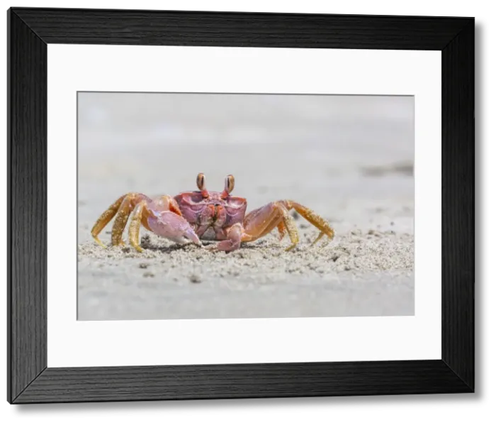Framed Print : Adult gulf ghost crab (Hoplocypode occidentalis) on Sand Dollar Beach, Magdalena Island, Baja California Sur, Mexico, North America