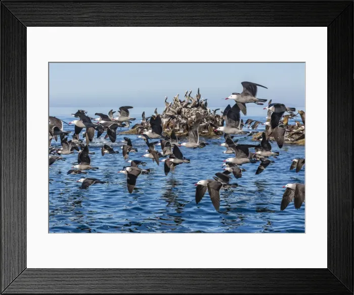 Framed Print : Adult Heermanns gulls (Larus heermanni) taking flight on Isla Rasita, Baja California, Mexico, North America Framed Print : Adult Heermanns gulls (Larus heermanni) taking flight on Isla Rasita, Baja California, Mexico, North America