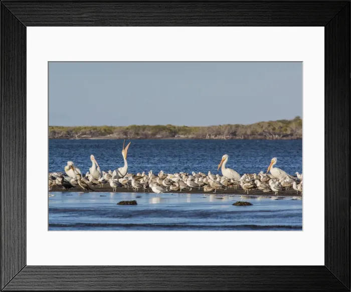 Framed Print : American white pelicans (Pelecanus erythrorhynchos) amongst other shorebirds in Magdalena Bay, Baja California Sur, Mexico, North America Framed Print : American white pelicans (Pelecanus erythrorhynchos) amongst other shorebirds in Magdalena Bay, Baja California Sur, Mexico, North America