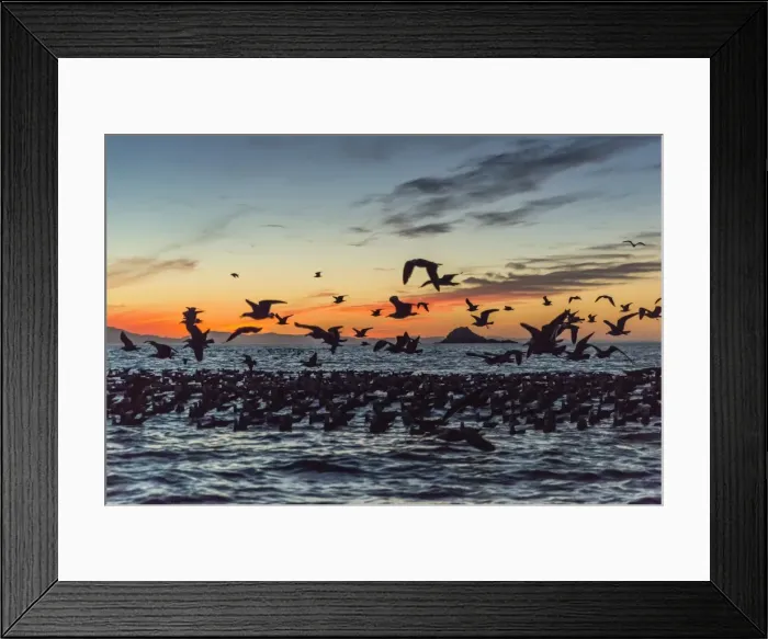 Framed Print : Adult Heermanns gulls (Larus heermanni) taking flight at sunset on Isla Rasita, Baja California, Mexico, North America Framed Print : Adult Heermanns gulls (Larus heermanni) taking flight at sunset on Isla Rasita, Baja California, Mexico, North America