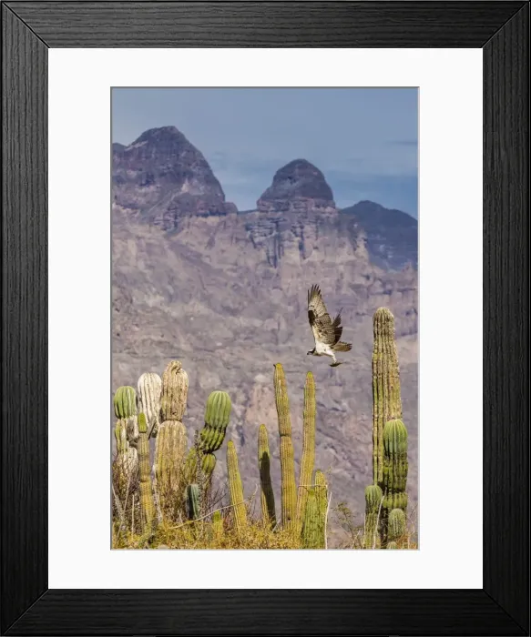 Framed Print : Osprey (Pandion haliaetus) taking flight with fish near Honeymoon Bay, Isla Danzante, Baja California Sur, Mexico, North America Framed Print : Osprey (Pandion haliaetus) taking flight with fish near Honeymoon Bay, Isla Danzante, Baja California Sur, Mexico, North America