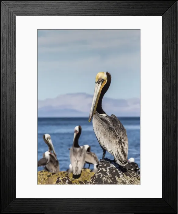 Framed Print : Brown pelican (Pelecanus occidentalis) portrait at Isla Angel de la Guarda, Baja California, Mexico, North America Framed Print : Brown pelican (Pelecanus occidentalis) portrait at Isla Angel de la Guarda, Baja California, Mexico, North America