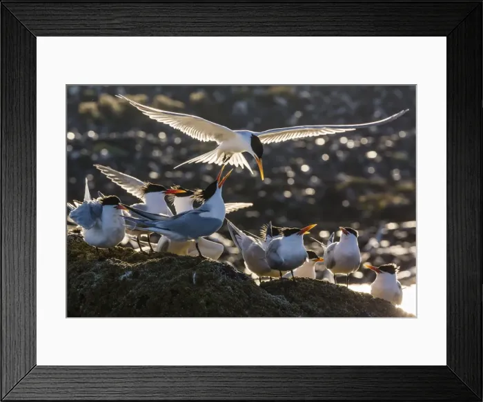 Framed Print : Breeding elegant terns (Thalasseus elegans) return to colony on Isla Rasa, Baja California Norte, Mexico, North America Framed Print : Breeding elegant terns (Thalasseus elegans) return to colony on Isla Rasa, Baja California Norte, Mexico, North America