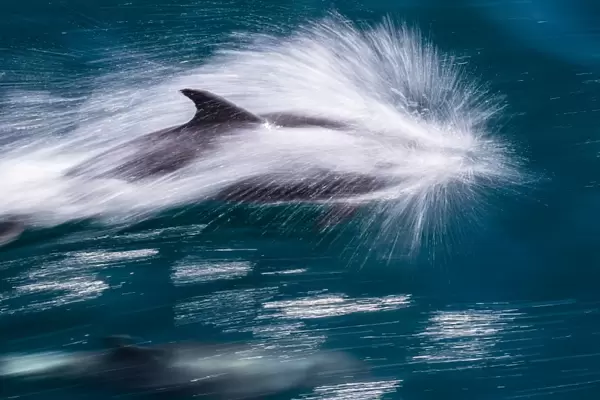 Adult bottlenose dolphin (Tursiops truncatus), motion blur image off Isla San Pedro Martir, Baja California Norte, Mexico, North America