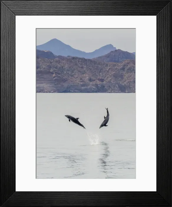 Framed Print : Adult bottlenose dolphins (Tursiops truncatus) leaping in the waters near Isla Danzante, Baja California Sur, Mexico, North America Framed Print : Adult bottlenose dolphins (Tursiops truncatus) leaping in the waters near Isla Danzante, Baja California Sur, Mexico, North America