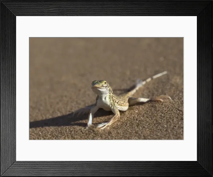 Framed Print : Shovel-snouted lizard (Meroles anchietae), Namib Desert, Namibia, Africa Framed Print : Shovel-snouted lizard (Meroles anchietae), Namib Desert, Namibia, Africa