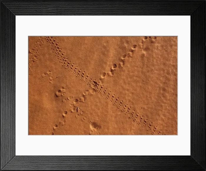 Framed Print : Small animal tracks in sand, Tok Tokkie trail, NamibRand nature reserve, Namibia, Africa Framed Print : Small animal tracks in sand, Tok Tokkie trail, NamibRand nature reserve, Namibia, Africa