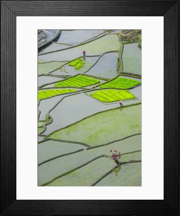 Framed Print : The rice terraces of Banaue, UNESCO World Heritage Site, Northern Luzon, Philippines, Southeast Asia, Asia Framed Print : The rice terraces of Banaue, UNESCO World Heritage Site, Northern Luzon, Philippines, Southeast Asia, Asia