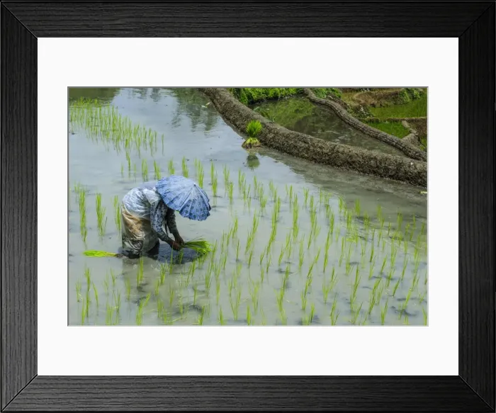 Framed Print : Woman harvesting, rice terraces of Banaue, UNESCO World Heritage Site, Northern Luzon, Philippines, Southeast Asia, Asia Framed Print : Woman harvesting, rice terraces of Banaue, UNESCO World Heritage Site, Northern Luzon, Philippines, Southeast Asia, Asia