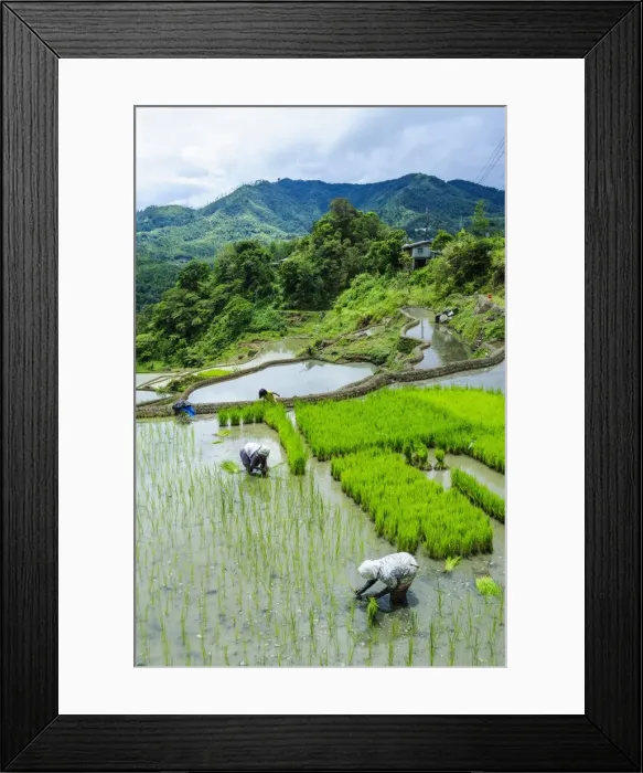 Framed Print : People harvesting in the rice terraces of Banaue, UNESCO World Heritage Site, Northern Luzon, Philippines, Southeast Asia, Asia Framed Print : People harvesting in the rice terraces of Banaue, UNESCO World Heritage Site, Northern Luzon, Philippines, Southeast Asia, Asia