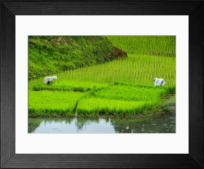 Framed Print : People harvesting in the rice teraces of Banaue, UNESCO World Heritage Site, Northern Luzon, Philippines, Southeast Asia, Asia Framed Print : People harvesting in the rice teraces of Banaue, UNESCO World Heritage Site, Northern Luzon, Philippines, Southeast Asia, Asia