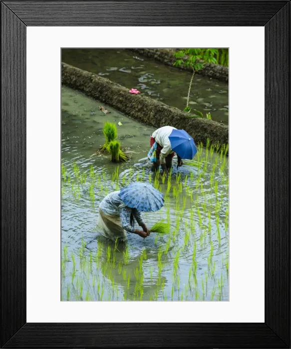 Framed Print : People harvesting in the UNESCO World Heritage Site of Banaue, Northern Luzon, Philippines, Southeast Asia, Asia Framed Print : People harvesting in the UNESCO World Heritage Site of Banaue, Northern Luzon, Philippines, Southeast Asia, Asia