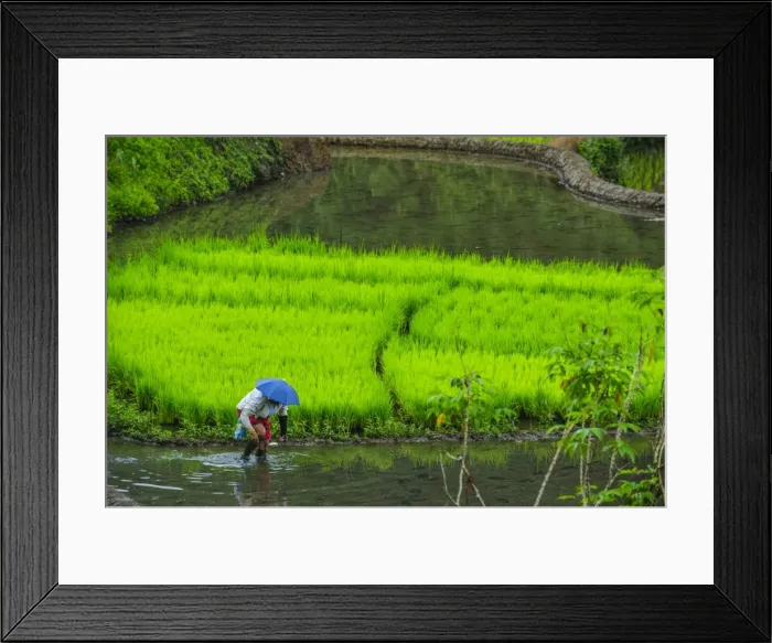 Framed Print : Woman working on the rice terraces of Banaue, UNESCO World Heritage Site, Northern Luzon, Philippines, Southeast Asia, Asia