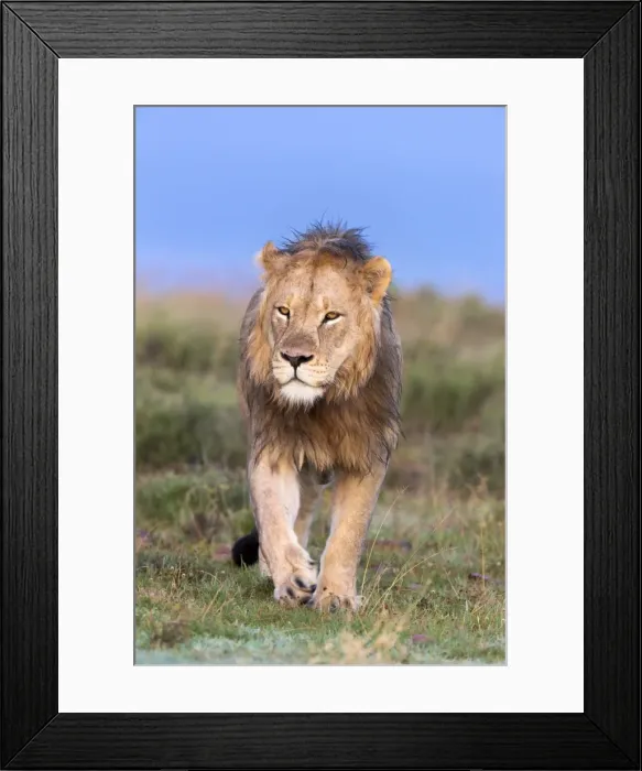 Framed Print : Lion (Panthera leo) on patrol, Mountain Zebra National Park, Eastern Cape, South Africa, Africa Framed Print : Lion (Panthera leo) on patrol, Mountain Zebra National Park, Eastern Cape, South Africa, Africa