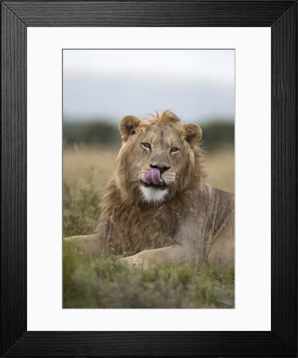 Framed Print : Lion (Panthera leo), Mountain Zebra National Park, Eastern Cape, South Africa, Africa Framed Print : Lion (Panthera leo), Mountain Zebra National Park, Eastern Cape, South Africa, Africa