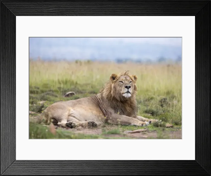 Framed Print : Lion (Panthera leo), Mountain Zebra National Park, Eastern Cape, South Africa, Africa Framed Print : Lion (Panthera leo), Mountain Zebra National Park, Eastern Cape, South Africa, Africa