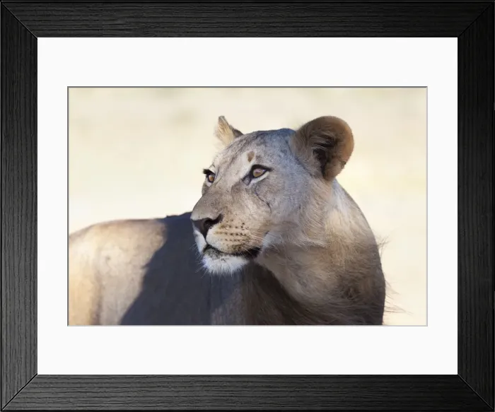 Framed Print : Lioness (Panthera leo), Kgalagadi Transfrontier Park, South Africa, Africa Framed Print : Lioness (Panthera leo), Kgalagadi Transfrontier Park, South Africa, Africa