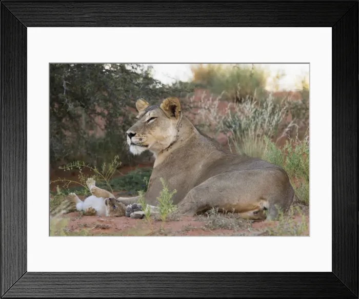 Framed Print : Lioness (Panthera leo) with small cub, Kgalagadi Transfrontier Park, South Africa, Africa Framed Print : Lioness (Panthera leo) with small cub, Kgalagadi Transfrontier Park, South Africa, Africa