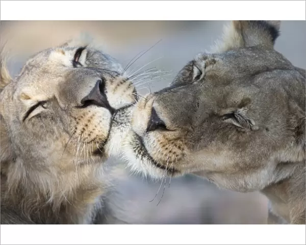 Lions (Panthera leo) grooming, Kgalagadi Transfrontier Park, South Africa, Africa
