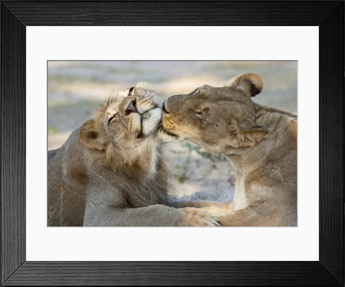 Framed Print : Lion (Panthera leo), pride members grooming, Kgalagadi Transfrontier Park, Northern Cape, South Africa, Africa Framed Print : Lion (Panthera leo), pride members grooming, Kgalagadi Transfrontier Park, Northern Cape, South Africa, Africa