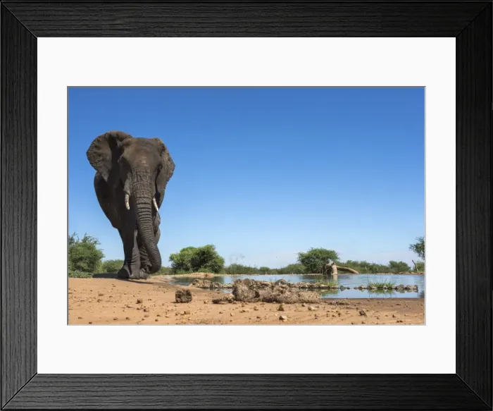 Framed Print : African elephant (Loxodonta africana) at waterhole, Madikwe Game Reserve, North West Province, South Africa, Africa Framed Print : African elephant (Loxodonta africana) at waterhole, Madikwe Game Reserve, North West Province, South Africa, Africa