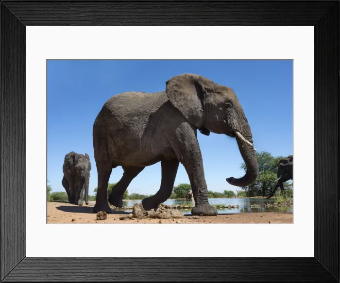 Framed Print : African elephants (Loxodonta africana) at waterhole, Madikwe Game Reserve, North West Province, South Africa, Africa Framed Print : African elephants (Loxodonta africana) at waterhole, Madikwe Game Reserve, North West Province, South Africa, Africa