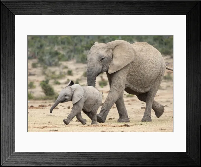 Framed Print : African elephant (Loxodonta africana) and calf, running to water, Addo Elephant National Park, South Africa, Africa Framed Print : African elephant (Loxodonta africana) and calf, running to water, Addo Elephant National Park, South Africa, Africa