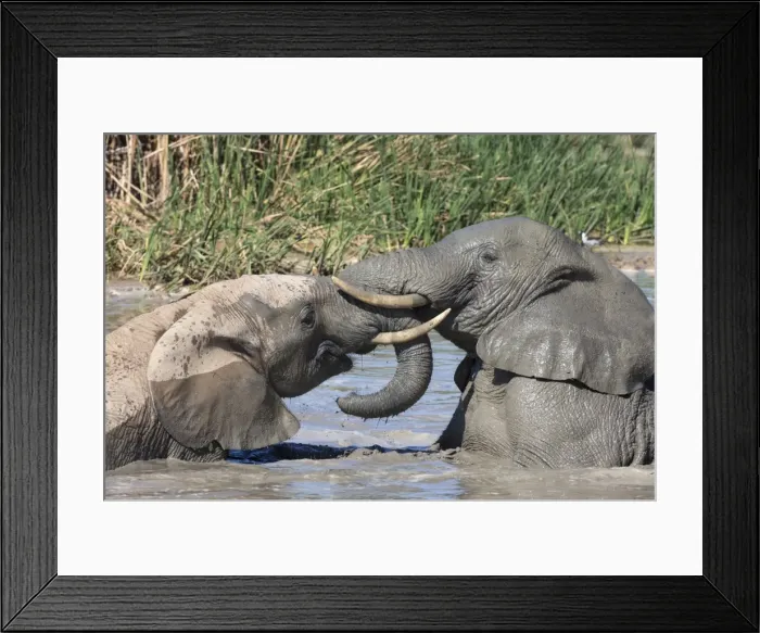 Framed Print : African elephants (Loxodonta africana) playing in Hapoor waterhole, Addo Elephant National Park, South Africa, Africa Framed Print : African elephants (Loxodonta africana) playing in Hapoor waterhole, Addo Elephant National Park, South Africa, Africa
