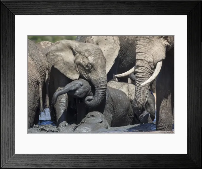 Framed Print : African elephant babies (Loxodonta africana) playing in Hapoor waterhole, Addo Elephant National Park, South Africa, Africa Framed Print : African elephant babies (Loxodonta africana) playing in Hapoor waterhole, Addo Elephant National Park, South Africa, Africa