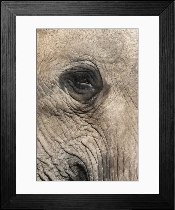 Framed Print : African elephant eye (Loxodonta africana), Addo Elephant National Park, South Africa, Africa Framed Print : African elephant eye (Loxodonta africana), Addo Elephant National Park, South Africa, Africa