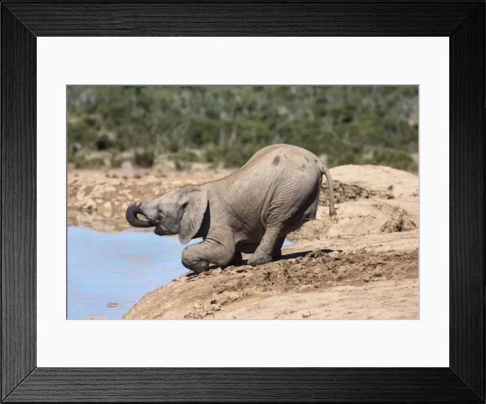Framed Print : African baby elephant drinking (Loxodonta africana) at Hapoor waterhole, Addo Elephant National Park, Eastern Cape, South Africa, Africa Framed Print : African baby elephant drinking (Loxodonta africana) at Hapoor waterhole, Addo Elephant National Park, Eastern Cape, South Africa, Africa