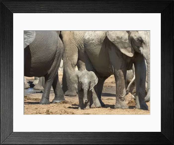 Framed Print : African elephant (Loxodonta africana) baby with herd at Hapoor waterhole, Addo Elephant National Park, Eastern Cape, South Africa, Africa Framed Print : African elephant (Loxodonta africana) baby with herd at Hapoor waterhole, Addo Elephant National Park, Eastern Cape, South Africa, Africa